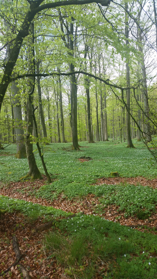 Endnu et kig ind i anemonehavet i Dalby Skov